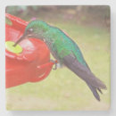 Suche nach kolibris untersetzer Vögel