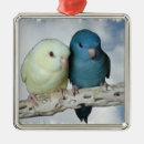 Recherche de perruches ornements Animal familier