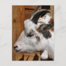 Recherche de chèques postaux posters Animaux de ferme