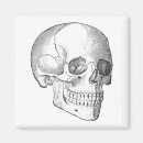 Suche nach anatomie magnete Schädel