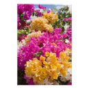 Suche nach cayman islands poster Tropisch