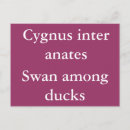 Recherche de canards cartes postales Classique
