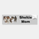Recherche de sheltie voiture autocollants Chien de berger