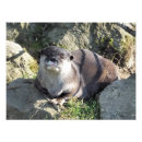 Suche nach otter foto poster Niedlich