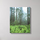 Suche nach redwood leinwandbilder Nationalpark