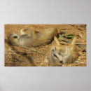 Recherche de wildlife posters Safari