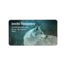 Recherche de loup photographie Photographie de la nature
