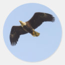 Suche nach wing aufkleber Vogelvogel