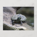 Suche nach die schildkröte postkarten Muschel