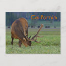 Recherche de élan cartes postales Animal
