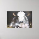 Suche nach kuh kalb leinwandbilder Kühe