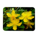 Suche nach kräuter magnete Gelb