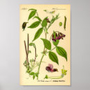 Recherche de vintage herb posters Fleur