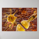 Suche nach nervenzelle poster Wissenschaft