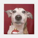 Recherche de jack russel magnets Canin