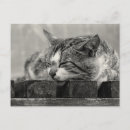 Recherche de dream cartes postales Noir et blanc