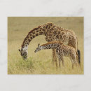Suche nach masai postkarten Giraffe