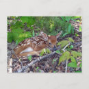 Recherche de bambi cartes postales Nature