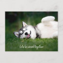 Recherche de husky cartes postales Photo de chien