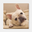 Suche nach french bulldog magnete Niedlich