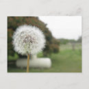 Recherche de herbe verte cartes postales Blanc