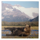 Recherche de dos carreaux Faune