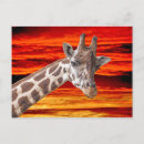 Recherche de portrait girafe cartes postales Photographie