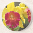 Recherche de orchidée dessous de verres Floraison