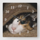 Recherche de vétérinaire horloges Chaton