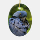 Recherche de perroquet bleu ornements Oiseau