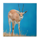 Suche nach antilope fliesen Gallo images