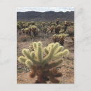 Recherche de arbre joshua cartes postales Nature
