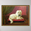 Recherche de bichon de art Maltais