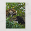 Recherche de jaguars cartes postales Gros chat