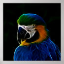 Suche nach schwarzer vogel poster Tierisch