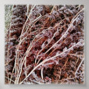 Suche nach farn blätter poster Fotografie