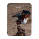 Suche nach flug magnete Adler