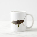 Recherche de sauterelle tasses Cricket