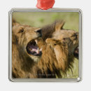 Recherche de lion africain ornements Faune