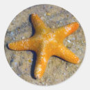 Suche nach starfish aufkleber Aquatisch