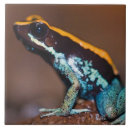 Suche nach zentralamerika fliesen Frosch