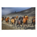 Recherche de troupeau de chevaux posters Nature