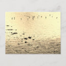 Recherche de oiseau mer cartes postales Oiseaux de mer