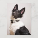 Recherche de chien noir cartes postales Animal