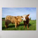 Suche nach braune kuh poster Rinder