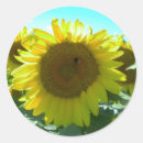 Recherche de tournesols autocollants Nature