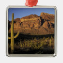 Recherche de cactus ornements Paysage