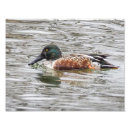 Suche nach kleine ente poster Vögel