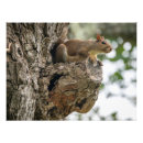 Suche nach eichhörnchen baum poster Wald
