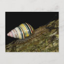 Recherche de snails cartes postales Escargot